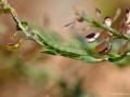 Anthocharis gruneri (Stepsüslüsü)